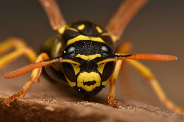 European Paper Wasp Polistes Dominula One Most Common Well Known — Stock Fotó