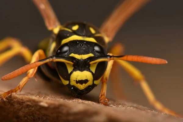 European Paper Wasp Polistes Dominula One Most Common Well Known — Fotografia de Stock
