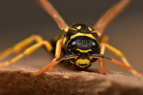 European Paper Wasp Polistes Dominula One Most Common Well Known — Fotografia de Stock