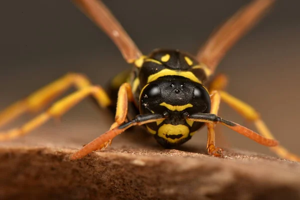 ヨーロッパのペーパーワスプ Polistes Domulaは ポリス属で最も一般的でよく知られている社会的ワップの種の1つです — ストック写真