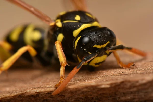 Osa Europejska Polistes Dominula Jest Jednym Najczęstszych Najbardziej Znanych Gatunków — Zdjęcie stockowe