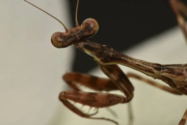 Mantis Στη Φύση Για Λουλούδι — Φωτογραφία Αρχείου