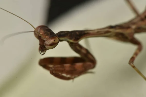 自然界中植物的螳螂 — 图库照片