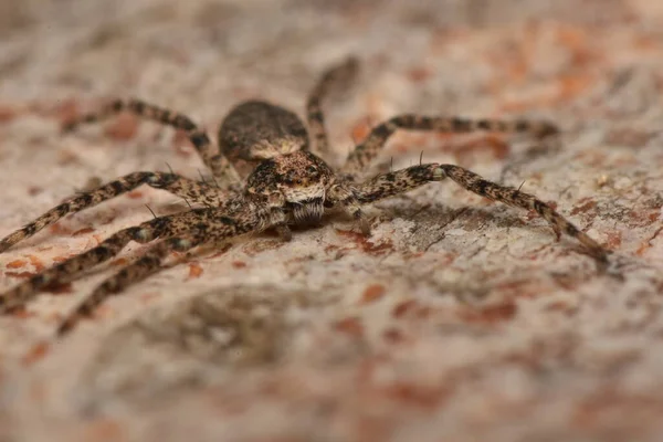 Detalle Foto Del Animal Araña —  Fotos de Stock