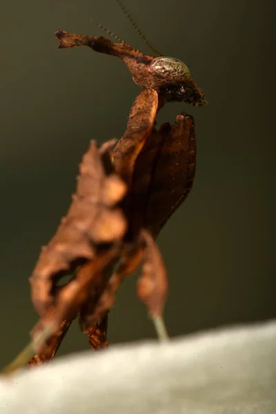 Mantis Del Violín Errante Animal —  Fotos de Stock