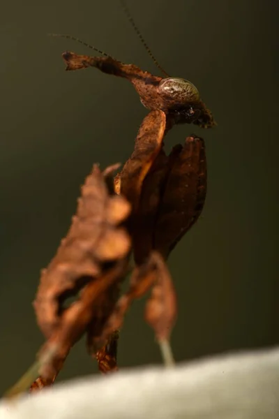 Mantis Violino Errante Animal — Fotografia de Stock