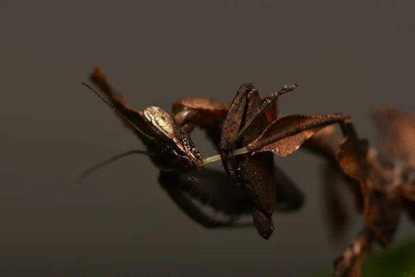 Mantis Violino Errante Animal — Fotografia de Stock