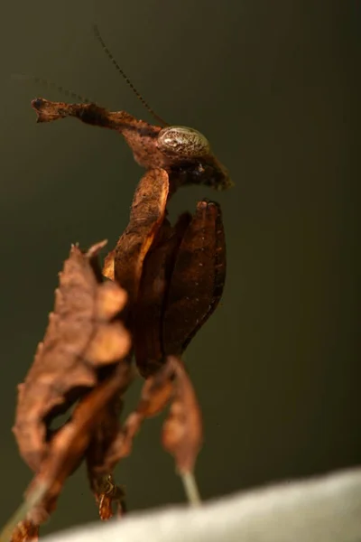 Dwalende Vioolbidsprinkhaan Dier — Stockfoto