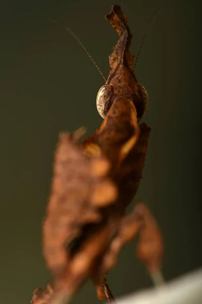 Mantis Del Violín Errante Animal —  Fotos de Stock