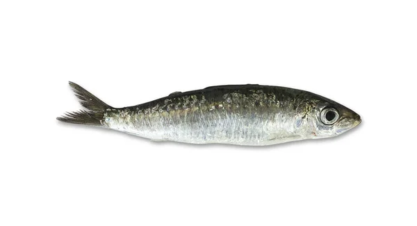 One Fresh Sardine Isolated White — Stock Photo, Image