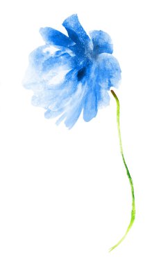 Suluboya çiçeği, beyaz arkaplanda izole