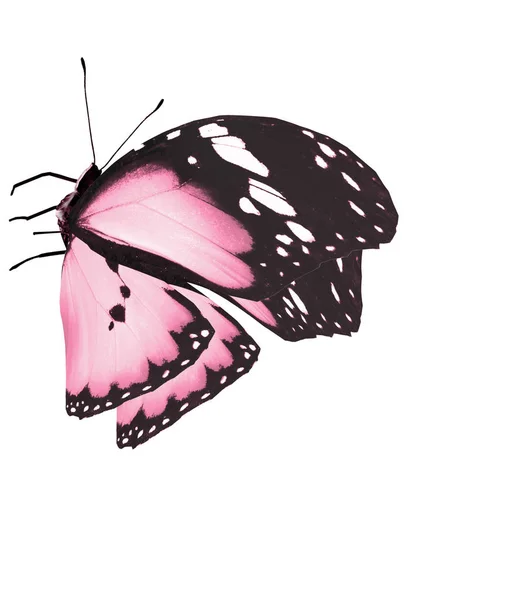 Mariposa Color Aislada Sobre Fondo Blanco —  Fotos de Stock