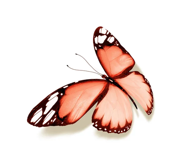 彩色蝴蝶 白色背景隔离 — 图库照片