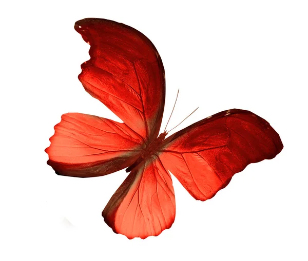 Farfalla Colore Isolata Sfondo Bianco — Foto Stock