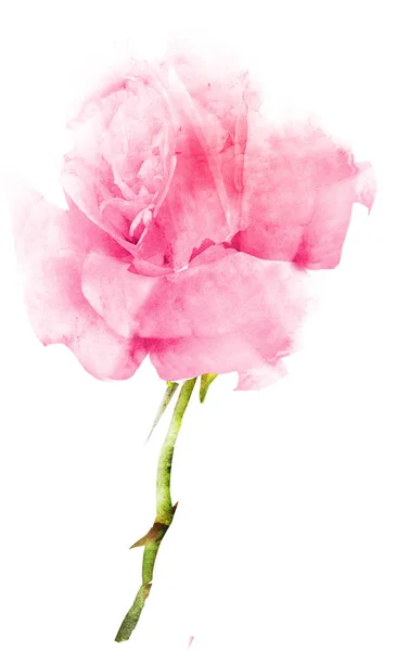 水彩花图库照片 免版税水彩花图片 Depositphotos