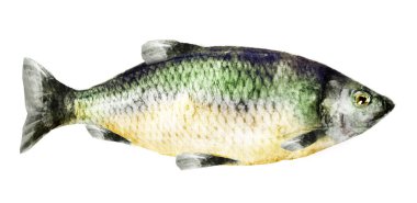 Beyaz arkaplanda suluboya balık