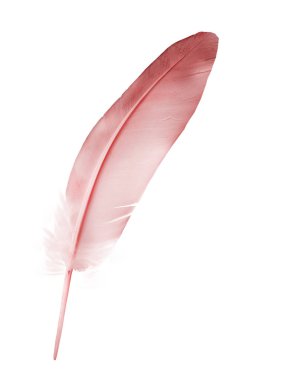 Beyaz arkaplanda izole edilmiş güzel renk tüyü