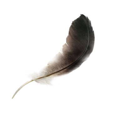 Beyaz arkaplanda izole edilmiş güzel renk tüyü