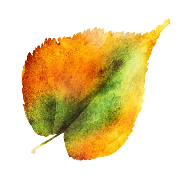 Watercolor Leaf White Background — Stock Photo, Image