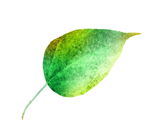 Watercolor Leaf White Background — Stock Photo, Image