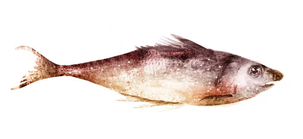 Pesce Acquerello Sfondo Bianco — Foto Stock