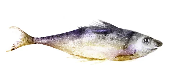 白色底色水彩鱼 — 图库照片
