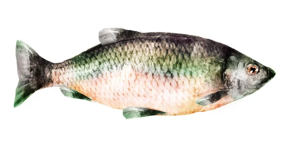 Poisson Aquarelle Sur Fond Blanc — Photo