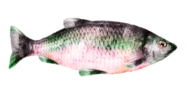Aquarell Fisch Auf Weißem Hintergrund — Stockfoto