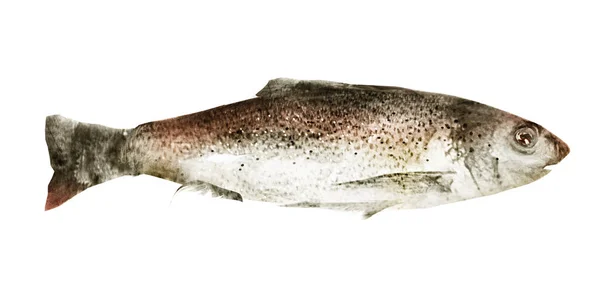 Beyaz Arkaplanda Suluboya Balık — Stok fotoğraf