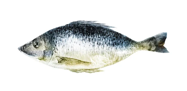 Poisson Aquarelle Sur Fond Blanc — Photo