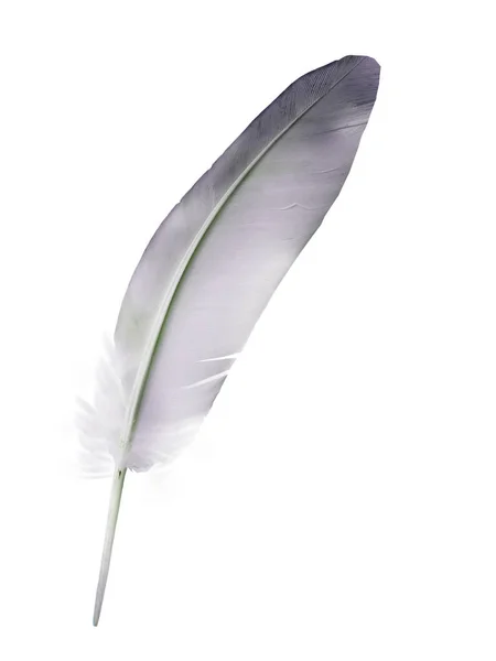 Hermosa Pluma Color Aislada Sobre Fondo Blanco — Foto de Stock