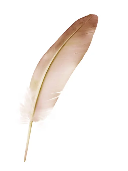 Beyaz Arkaplanda Izole Edilmiş Güzel Renk Tüyü — Stok fotoğraf
