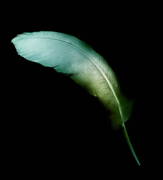 Hermosa Pluma Color Aislada Sobre Fondo Blanco — Foto de Stock