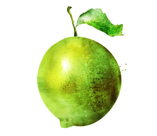 Watercolor Lime Lemon White — Stock Photo, Image