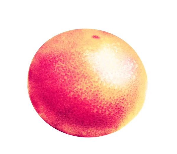 Akvarell Grapefruit Fehér — Stock Fotó