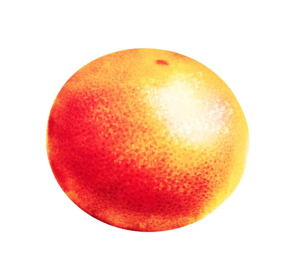 Akvarell Citrusfélék Fehér Alapon — Stock Fotó