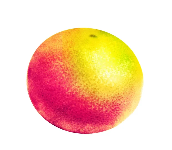 白の水彩柑橘類 — ストック写真
