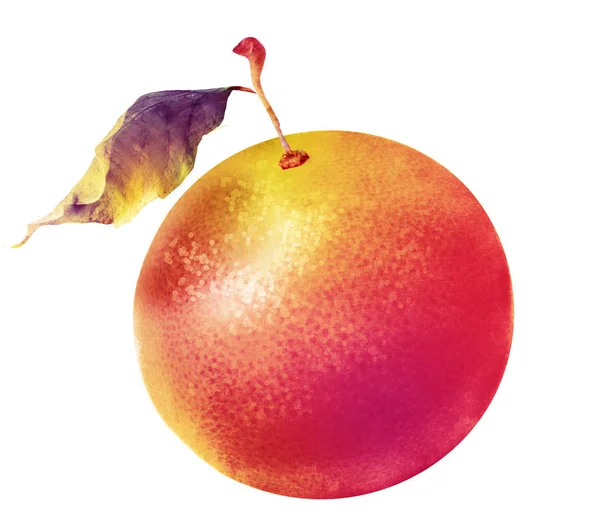 Watercolor Grapefruit White — Stock Photo, Image
