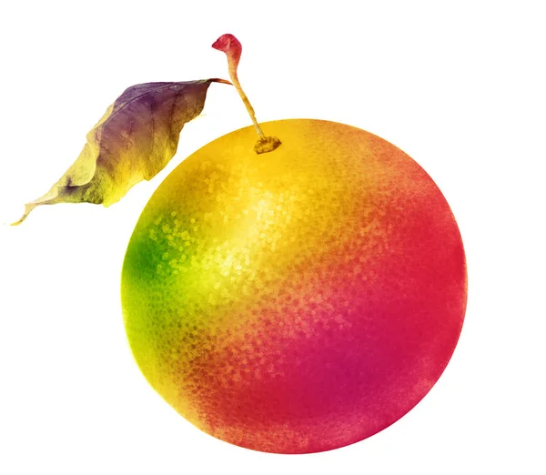 Watercolor Citrus White — Stock Photo, Image