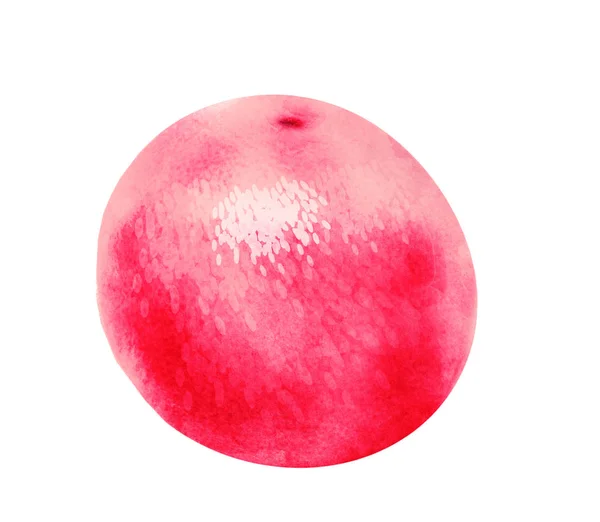 白色上的水彩柚子 — 图库照片