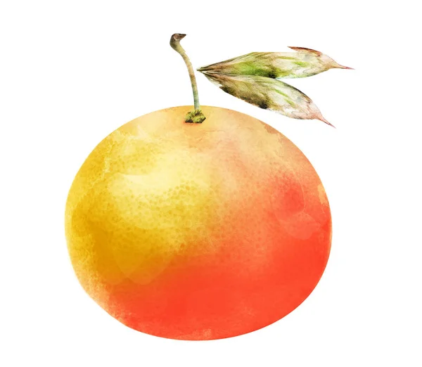 Watercolor Citrus Wite — Stock Photo, Image