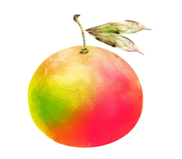 Watercolor Citrus Fruit White — Stock Photo, Image