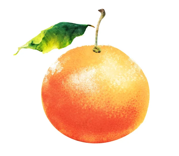 Watercolor Orange Citrus Fruit White — Stock Photo, Image