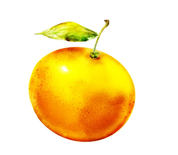 Aquarel Citrus Wit — Stockfoto