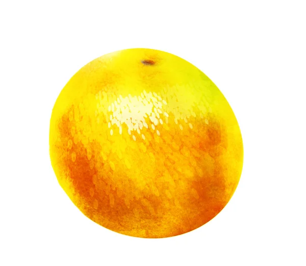 Akvarel Oranžové Ovoce Bílém — Stock fotografie