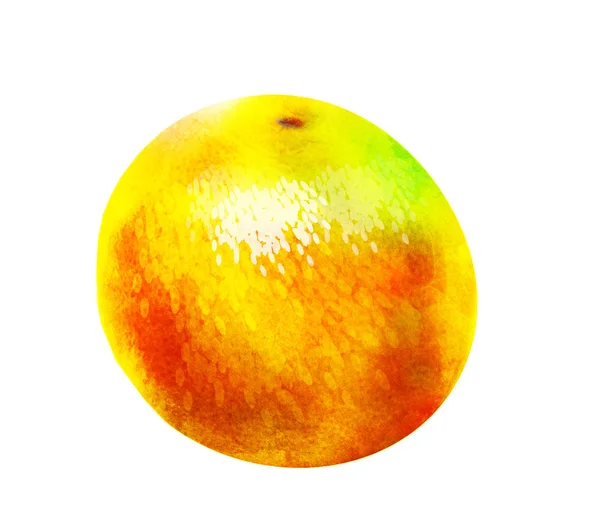 Akvarell Citrus Vit — Stockfoto