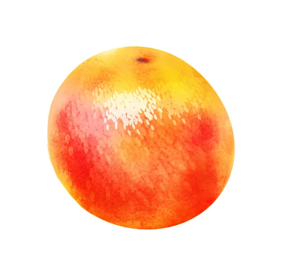 Aquarell Orange Früchte Auf Weiß — Stockfoto