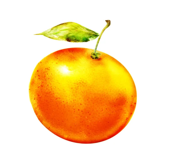 Watercolor Orange Fruit White — Stock Photo, Image