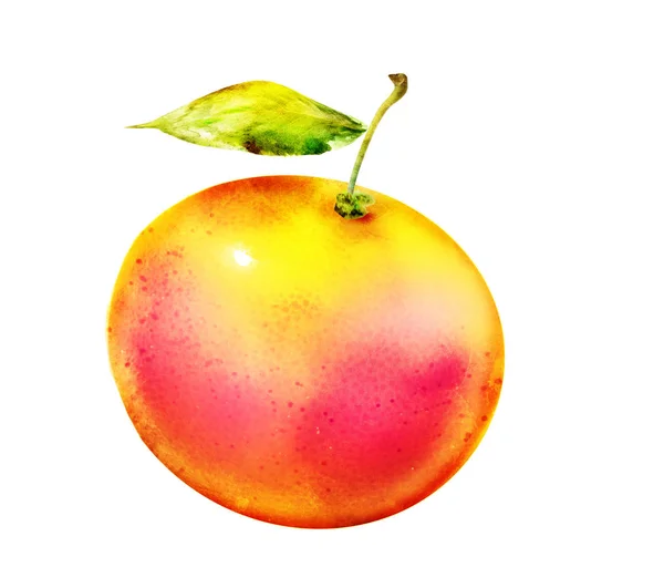 Watercolor Orange Grapefruit White — Stock Photo, Image