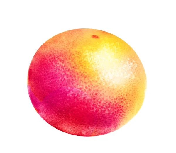 Akvarell Apelsin Grapefrukt Vit — Stockfoto